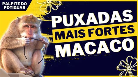 a puxada do macaco jogo do bicho